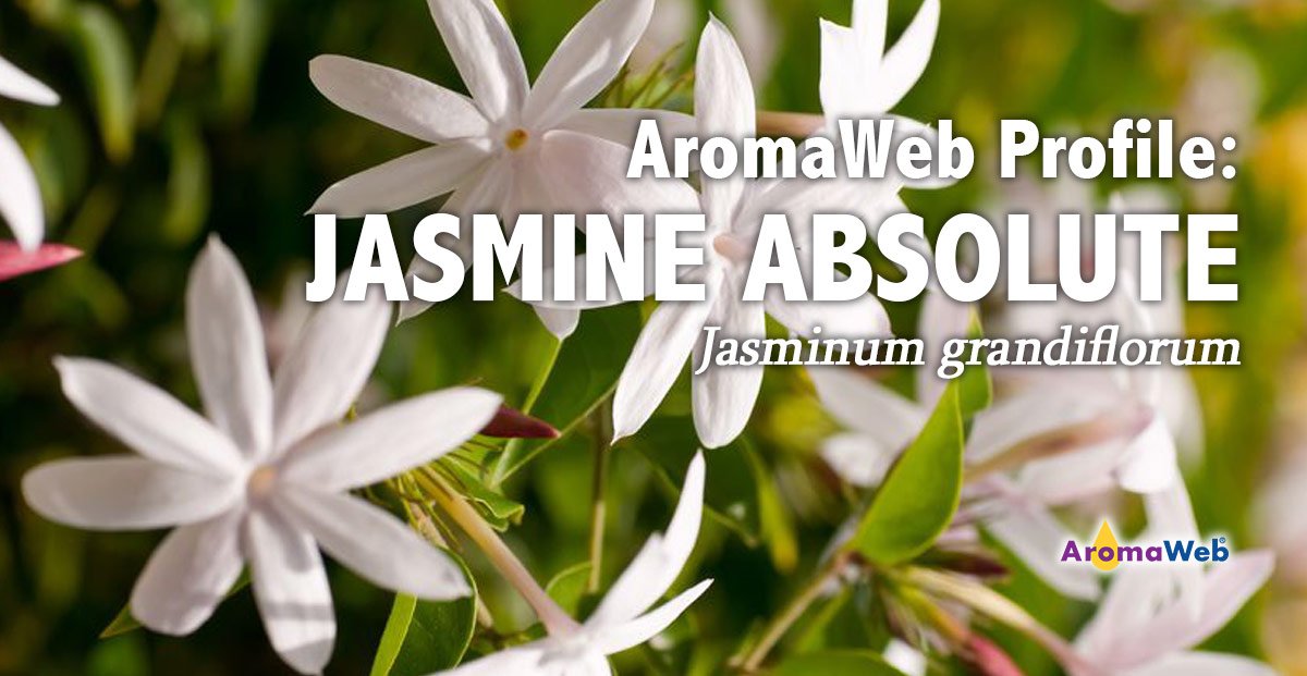 AromaWeb's tweet photo. Jasmine Absolute is AromaWeb's Aromatic Profile of the Day. Learn about its aroma, uses, and safety info by clicking this link and viewing the full profile on AromaWeb: https://t.co/QcrXk4CArQ #aromatherapy #jasmine #jasmineabsolute https://t.co/C6t6C7Eh17