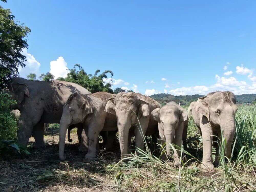 AnimalDialogue's tweet photo. #WorldElephantDay Asian elephant is Class I protected animal in China. Population of wild elephant in #yunnan has increased to 300. To prevent human elephant conflict, govt built protection walls for villagers and opened a dedicated elephant canteen. https://t.co/AUbqPybigq https://t.co/ArASWYCumN