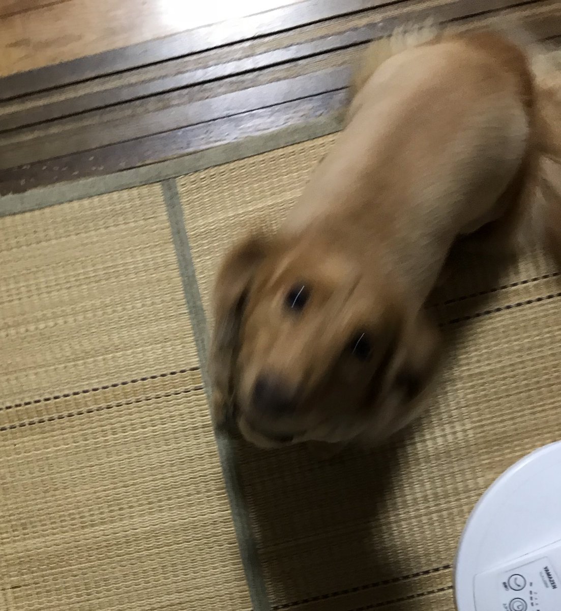 O Xrhsths ばりむしゃ Sto Twitter 犬 ｯｯｯｯ 毛無犬 ケナシーヌ