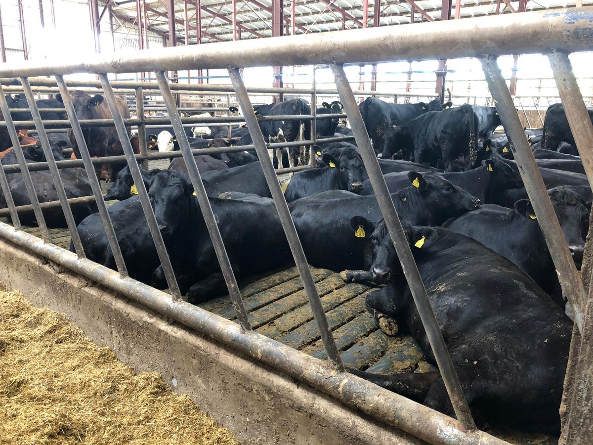 specialistnutri's tweet photo. Beef cattle with excellent intakes using Eornagold, Grass Silage, Straw Maize Meal and Mazzoleni Minerals in North Tipperary. Call Michael Cleary on 086 804 8219 for more info
#UnlockYourFarmPotential #beef #beefcattle https://t.co/78XQ6f0uy7