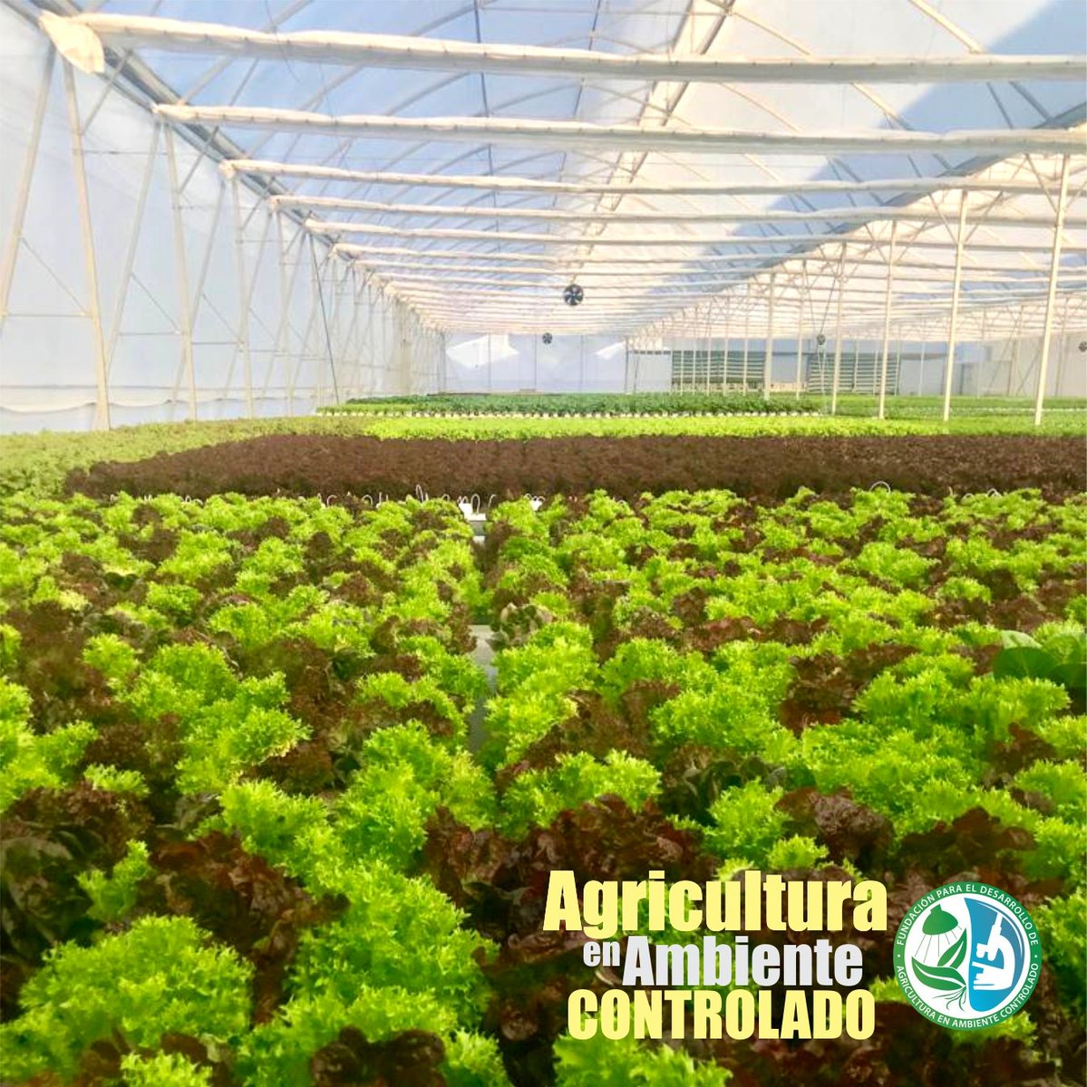 ICCEAlatam's tweet photo. Te mostramos uno de los Invernaderos que actualmente esta activo 💪🏻 con #agricultura en #ambiente controlado🥦. Realmente es hermoso 👍🏻y con grandes Beneficios para el productor... 🥬

Te invitamos a participar en el 3er #Congreso de #Agricultura en #Ambiente Controlado. 🚀🇵🇦 https://t.co/KJEWn3JEE1