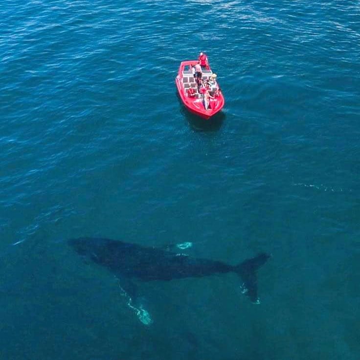 SightseeingPass's tweet photo. 🐋 @WestAustralia is experiencing an epic #whalewatching season and what an incredible pic from our friends Jet Adventures in @AustraliasSW . Jump aboard a 2.5 hr adventure starting on Aug 26th through to Nov 30th. More: https://t.co/4V6pfJEqby
#justanotherdayinWA #seeaustralia https://t.co/NnqAbyZP1v