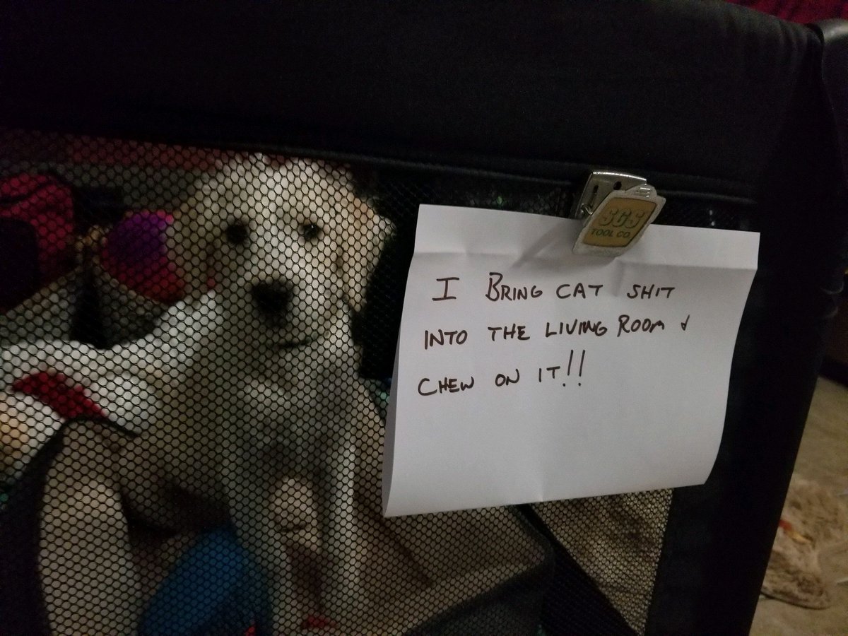 FalcorLacee's tweet photo. Daddy dog shamed me!  #dogshaming #DogsofTwittter #dogs #cutestdogs https://t.co/CeU0eVamVF