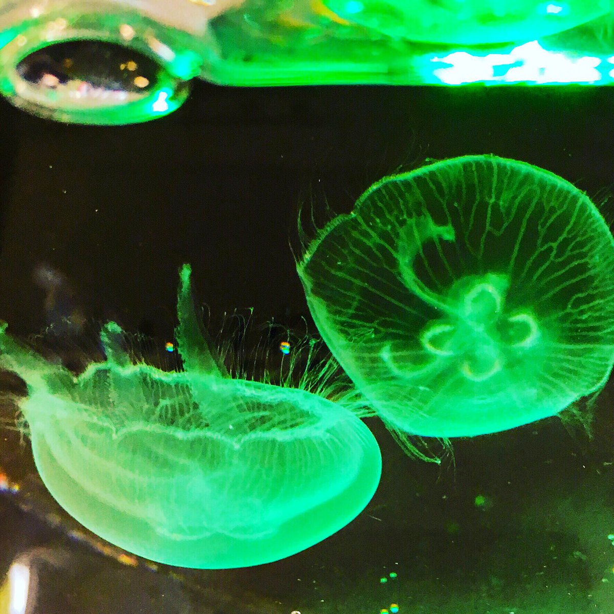 kylastephan's tweet photo. My pet Sea Monkeys never looked like this! The itty bitty medusae (Aurelia aurita) swirling under lights at Southport Library were tiny rockstars. A smash hit to celebrate @Aus_ScienceWeek #scienceweek #gclibraries #libraries #seajelliesilluminated https://t.co/NASL0TVLub