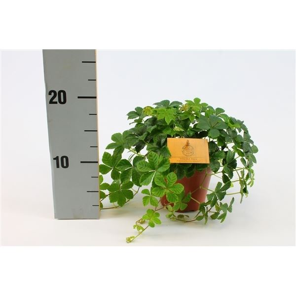 New offer available!
Offer name: Parthenocissus striatha 74148