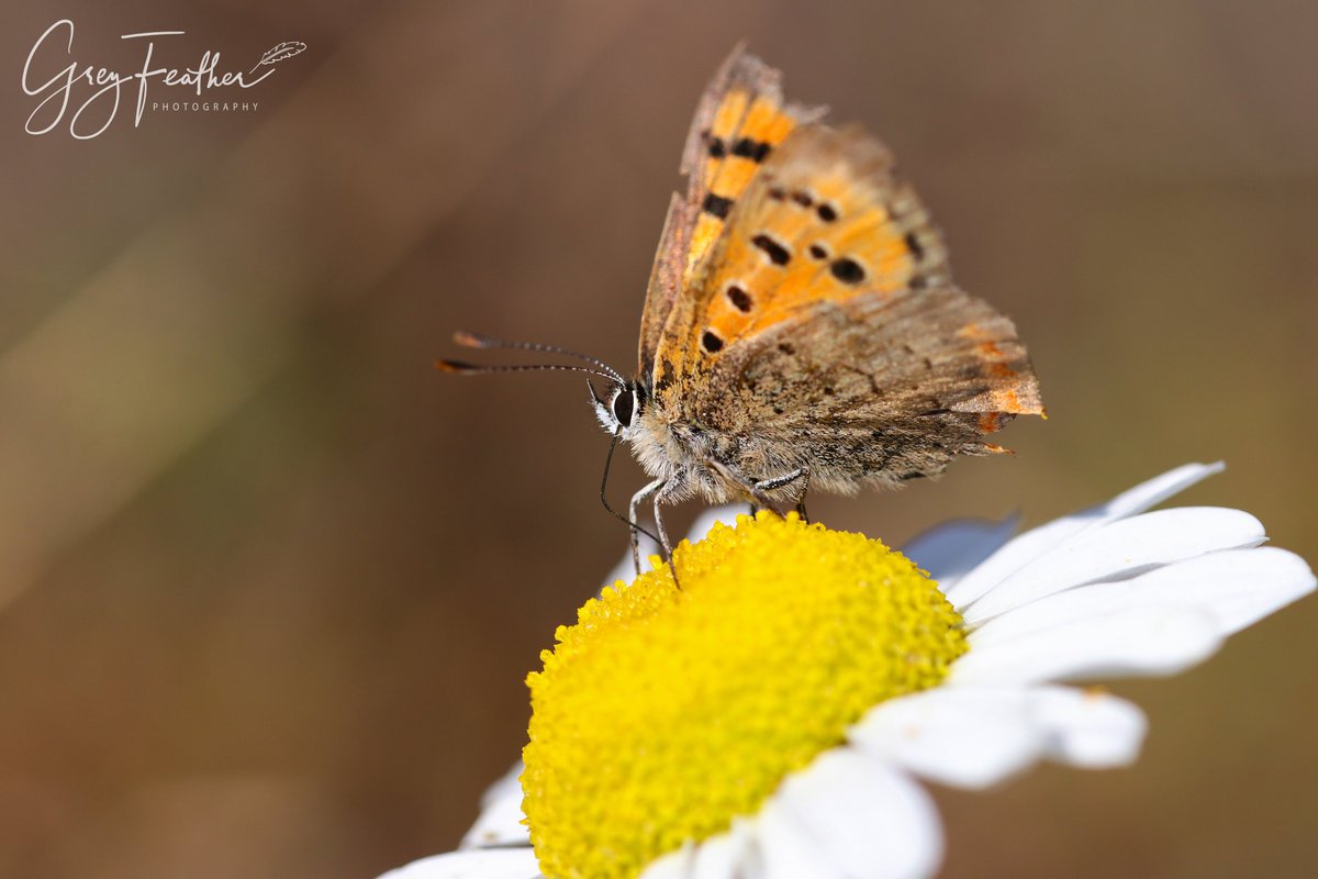 GreyFeatherPhot's tweet photo. Small copper butterfly on a wild daisy 🌼
#smallcopperbutterfly #daisy #daisies #wildflower #savebutterflies #butterfly #lifeinminiature #joyinsummer #everywildflowercounts
@savebutterflies @bbcearth @wildflower_hour @Love_plants https://t.co/X0RCd1awUV