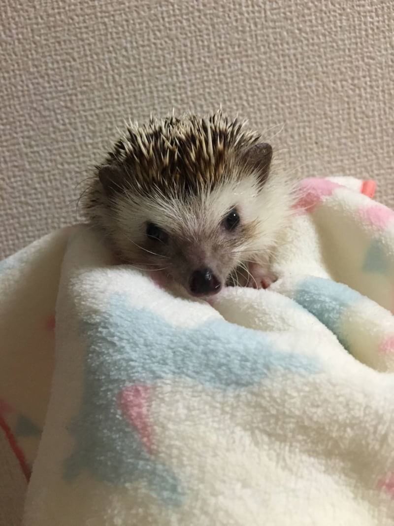 savethehedgehog's tweet photo. こんにちは😊
東京にて里親さんの募集です。
360g、オス。公園で保護された為年齢は不明です。少し怖がりでもすぐかわいいお顔をみせてくれます。食欲も元気もばっちりです。体に煙草のような臭いが染み付いており、風呂で少し取れましたがまだ臭います。ダニ真菌の問題ありません臭いのケア必須です。 https://t.co/Nqc5QOzbKg