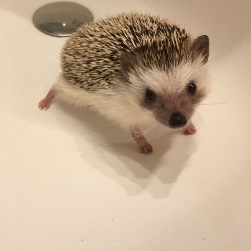 savethehedgehog's tweet photo. こんにちは😊
東京にて里親さんの募集です。
360g、オス。公園で保護された為年齢は不明です。少し怖がりでもすぐかわいいお顔をみせてくれます。食欲も元気もばっちりです。体に煙草のような臭いが染み付いており、風呂で少し取れましたがまだ臭います。ダニ真菌の問題ありません臭いのケア必須です。 https://t.co/Nqc5QOzbKg