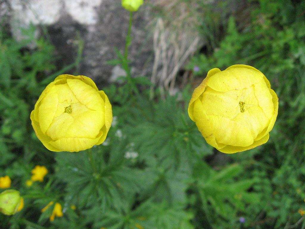 Plantheritage's tweet photo. Thinking of starting a wet garden? We don't yet have a #NationalPlantCollection of Trollius - the Globeflower, which would suit a permanently damp spot. https://t.co/PX3KDfaAKk #Rain #Garden #PlantConservation #PlantDiversity #MissingGenera https://t.co/wxyLqOIqDW