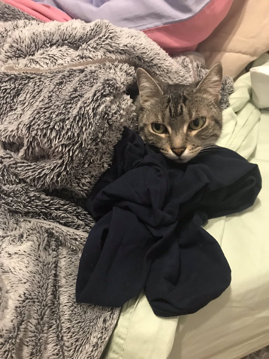 phoebeannecat's tweet photo. https://t.co/KwRqOmk8Xs