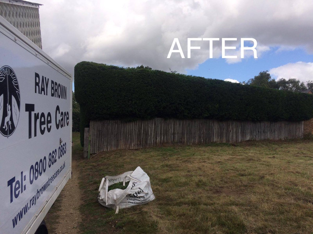 browns_tree's tweet photo. Some great hedge reduction works completed yesterday by our guys :) #treeworks #hedgereduction #trees #treesurgery #siteclearance #stumpgrinding #hedges https://t.co/jEDeH1oKKQ