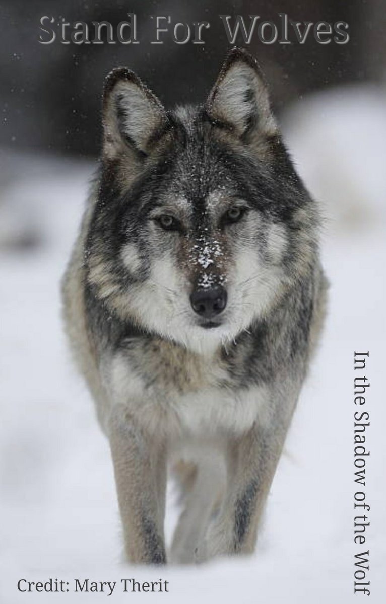 AEAllen27's tweet photo. .@GovInslee: Yet another wolf family being destroyed to protect livestock grazing in #NationalForests on our dime.
#ProfanityPeakPack #ShermanPack #TogoPack #SmackoutPack #WedgePack
#ProfanityPeakPack2
#StopTheSlaughter of #WAwolves https://t.co/H07R6Z1I2P
