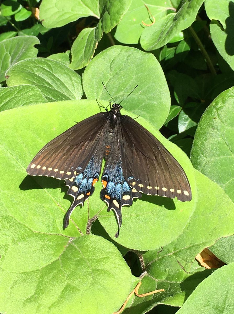 emdela's tweet photo. An unexpected visitor #Butterfly #garden #midwest #blackswallowtail #powerpoint #ISSUU  #ebook #summer https://t.co/o3sfu7x348 https://t.co/5AZL9OHN2M