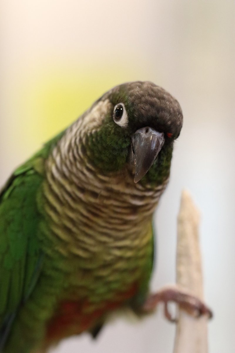 Hiou725's tweet photo. ウロコ軍団、おやつ見せると速攻よってきました。
#ウロコインコ #心斎橋 #SetpUp https://t.co/Nw04mKQV1j