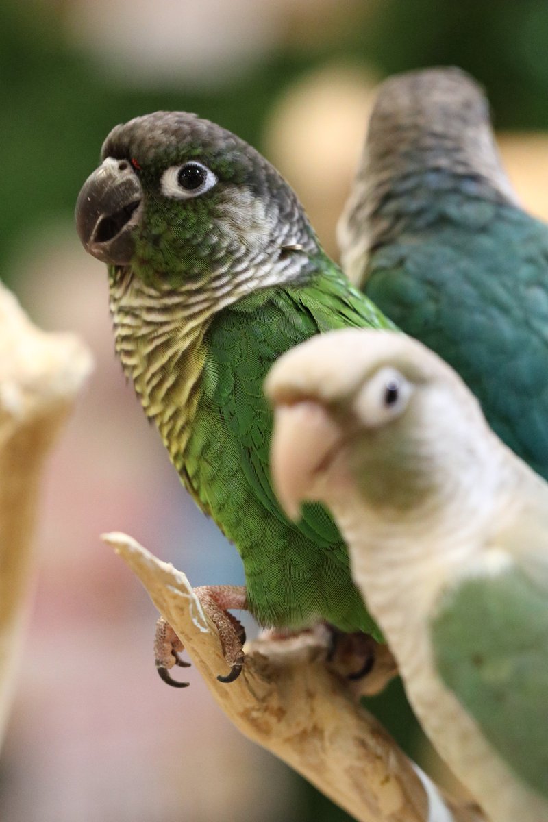 Hiou725's tweet photo. ウロコ軍団、おやつ見せると速攻よってきました。
#ウロコインコ #心斎橋 #SetpUp https://t.co/Nw04mKQV1j
