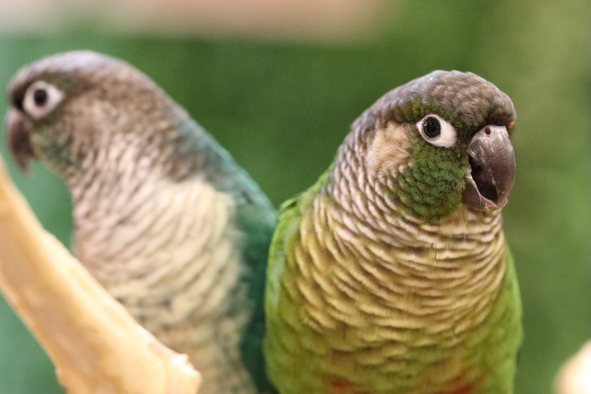 Hiou725's tweet photo. ウロコ軍団、おやつ見せると速攻よってきました。
#ウロコインコ #心斎橋 #SetpUp https://t.co/Nw04mKQV1j