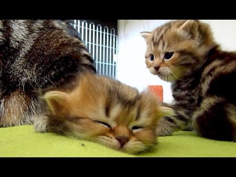 MeowMoeDotCom's tweet photo. Too sleepy and Too #Cute #Kitten
#Cats #Cat #Kittens #Kitten #Kitty #Pets #Pet #Meow #Moe #CuteCats #CuteCat #CuteKittens #CuteKitten #MeowMoe
#Cat #Cats #CuteCatsVideos #CuteKitten #CuteKittens #CuteKittensVideo
https://t.co/yCA4APzwlw
. https://t.co/tWoY6xaRz1