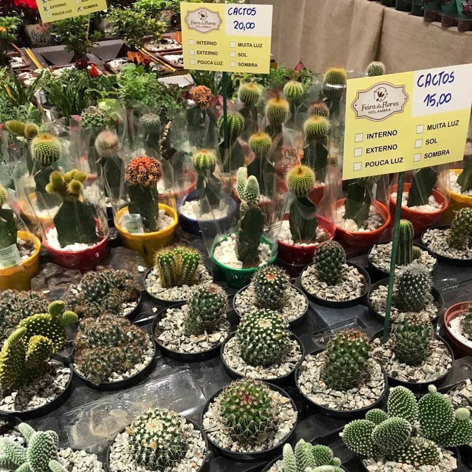 ShoppParangaba's tweet photo. A Feira de Flores de Holambra está de volta! 😍 Aproveite para garantir lindos... https://t.co/rRcgKU8sKV https://t.co/ihdBI94vLs