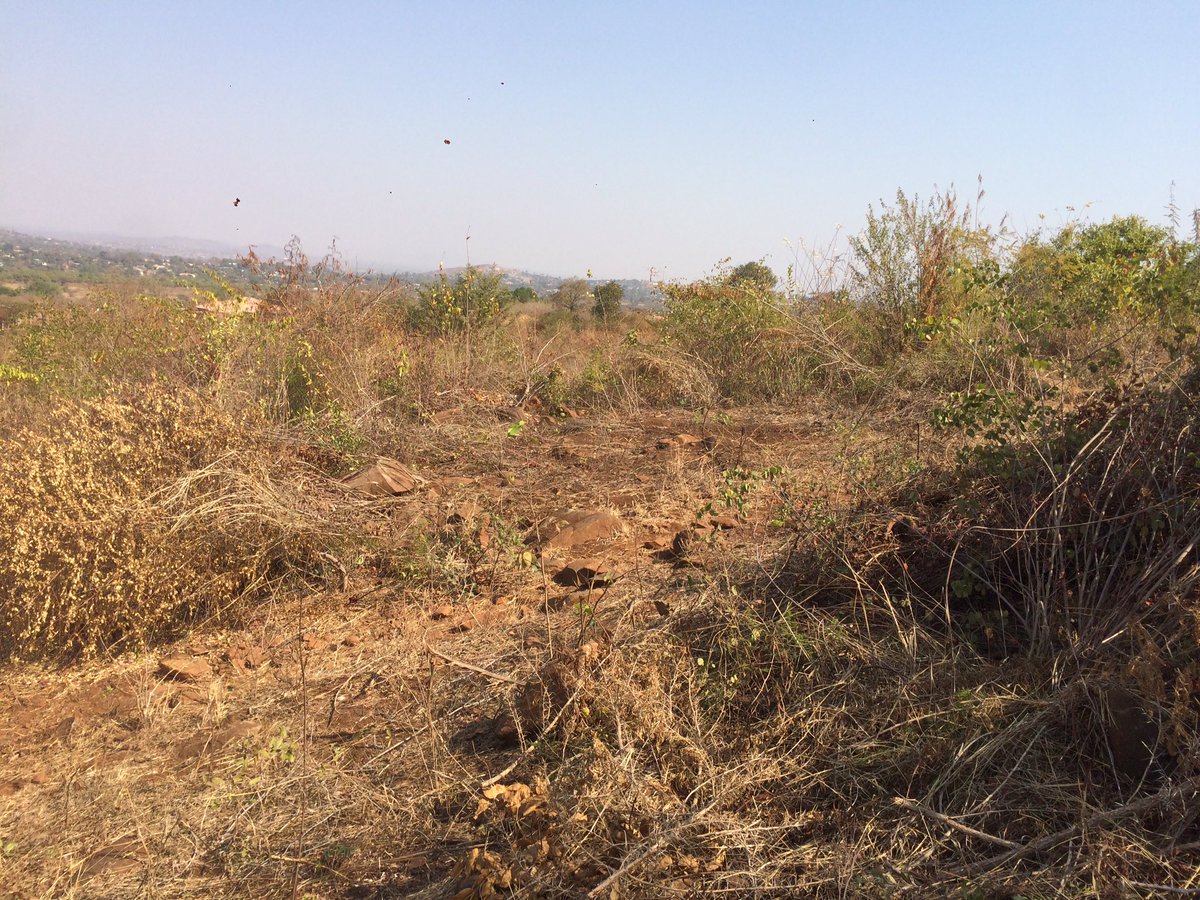 Thakhani_R's tweet image. 1 hectare land (4 stands) at Mavhunda behind Makwarela selling for R100 000. Call me 072 602 6399
