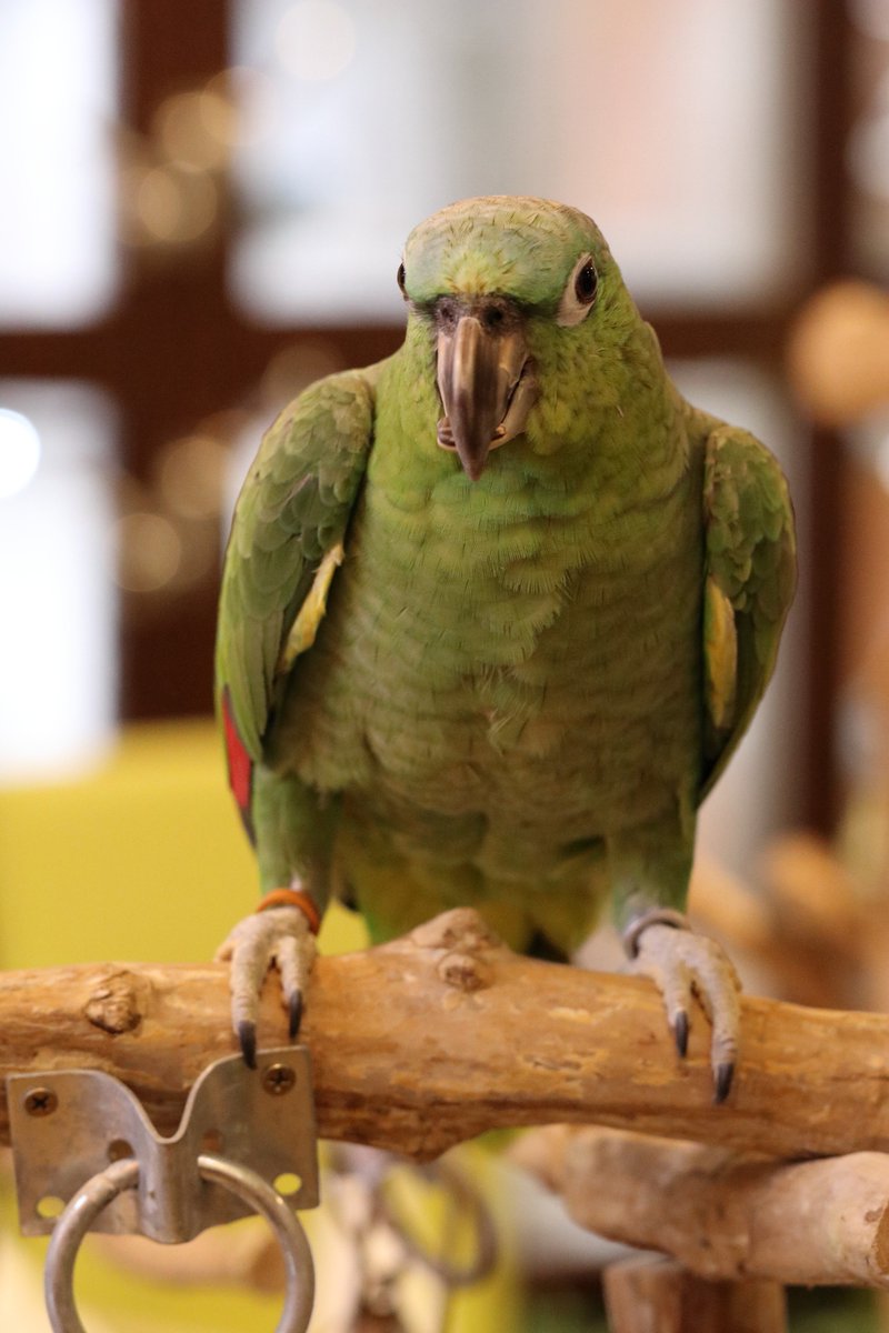 Hiou725's tweet photo. このガタイで本日店内をばっさばっさ飛んでおられました(*´ω`*)
#ボウシインコ #心斎橋 #SetpUp https://t.co/Mgs6UE5HiZ