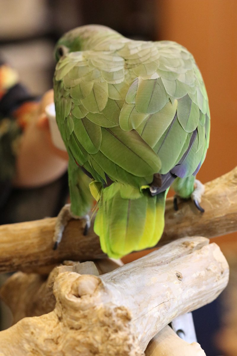 Hiou725's tweet photo. このガタイで本日店内をばっさばっさ飛んでおられました(*´ω`*)
#ボウシインコ #心斎橋 #SetpUp https://t.co/Mgs6UE5HiZ