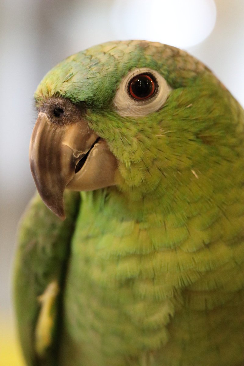 Hiou725's tweet photo. このガタイで本日店内をばっさばっさ飛んでおられました(*´ω`*)
#ボウシインコ #心斎橋 #SetpUp https://t.co/Mgs6UE5HiZ
