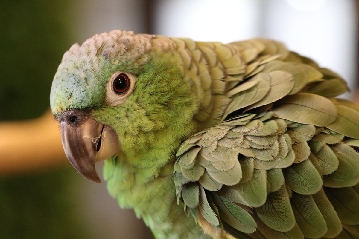 Hiou725's tweet photo. このガタイで本日店内をばっさばっさ飛んでおられました(*´ω`*)
#ボウシインコ #心斎橋 #SetpUp https://t.co/Mgs6UE5HiZ