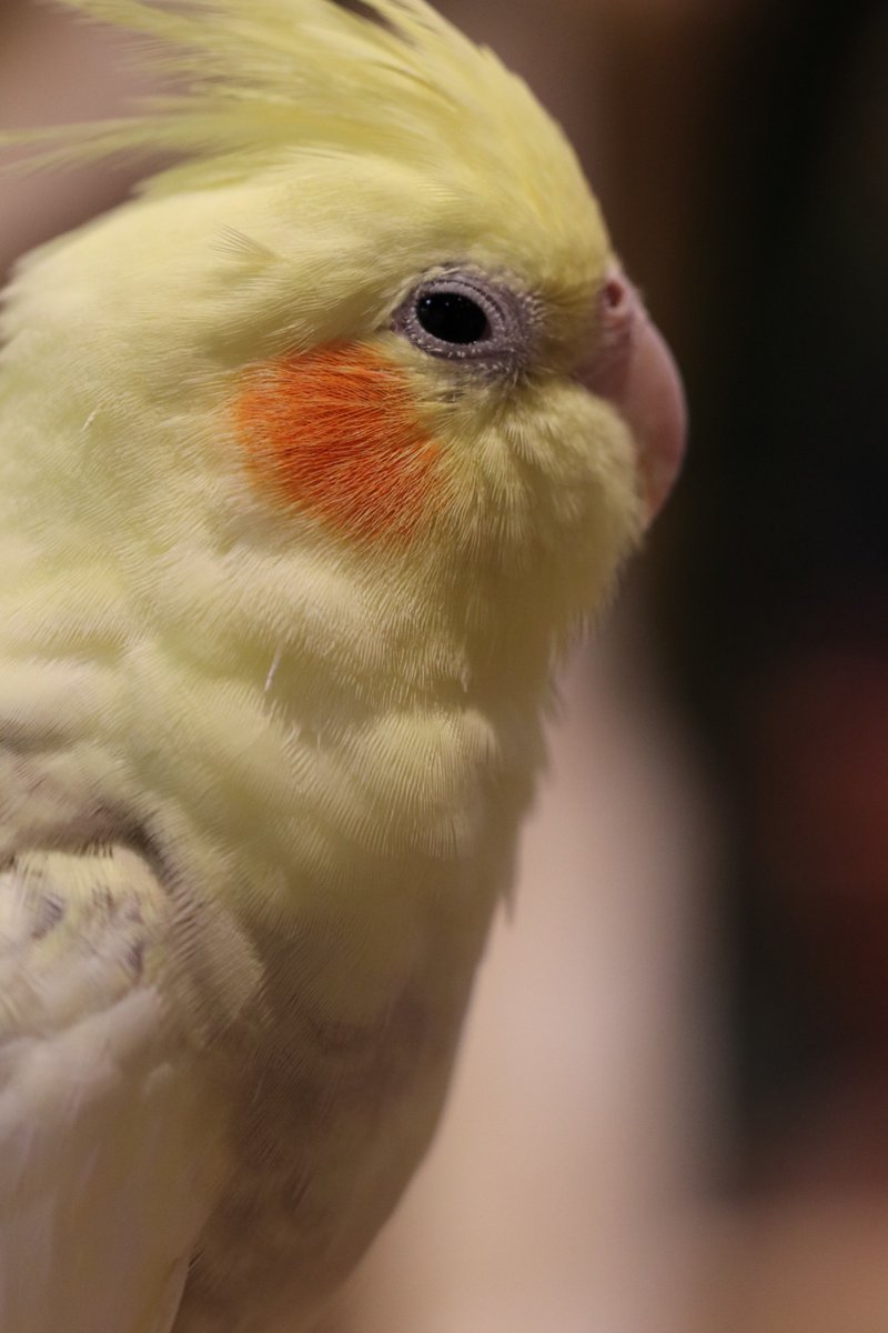 Hiou725's tweet photo. オカメインコず(*´ω`*)
みんなしてにおい嗅いでましたね。
#オカメインコ #心斎橋 #SetpUp https://t.co/zLS5Xu9ah7