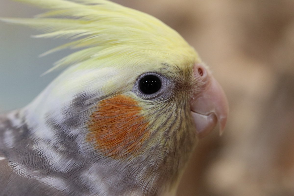 Hiou725's tweet photo. オカメインコず(*´ω`*)
みんなしてにおい嗅いでましたね。
#オカメインコ #心斎橋 #SetpUp https://t.co/zLS5Xu9ah7