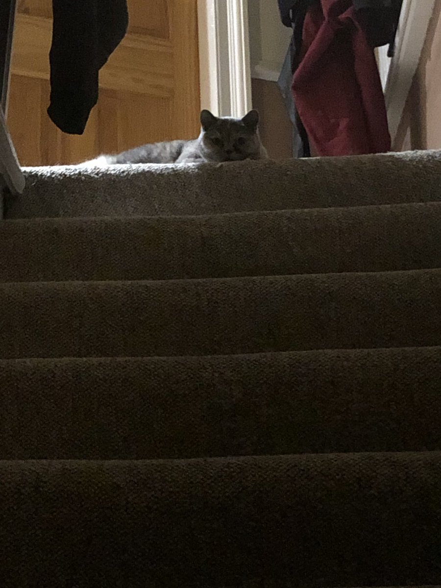 Nina_In_Pixels's tweet photo. This is what I see every time I come home from work and I feel so loved. #hairybaby #catmam #truelove https://t.co/sHljfmfU4p