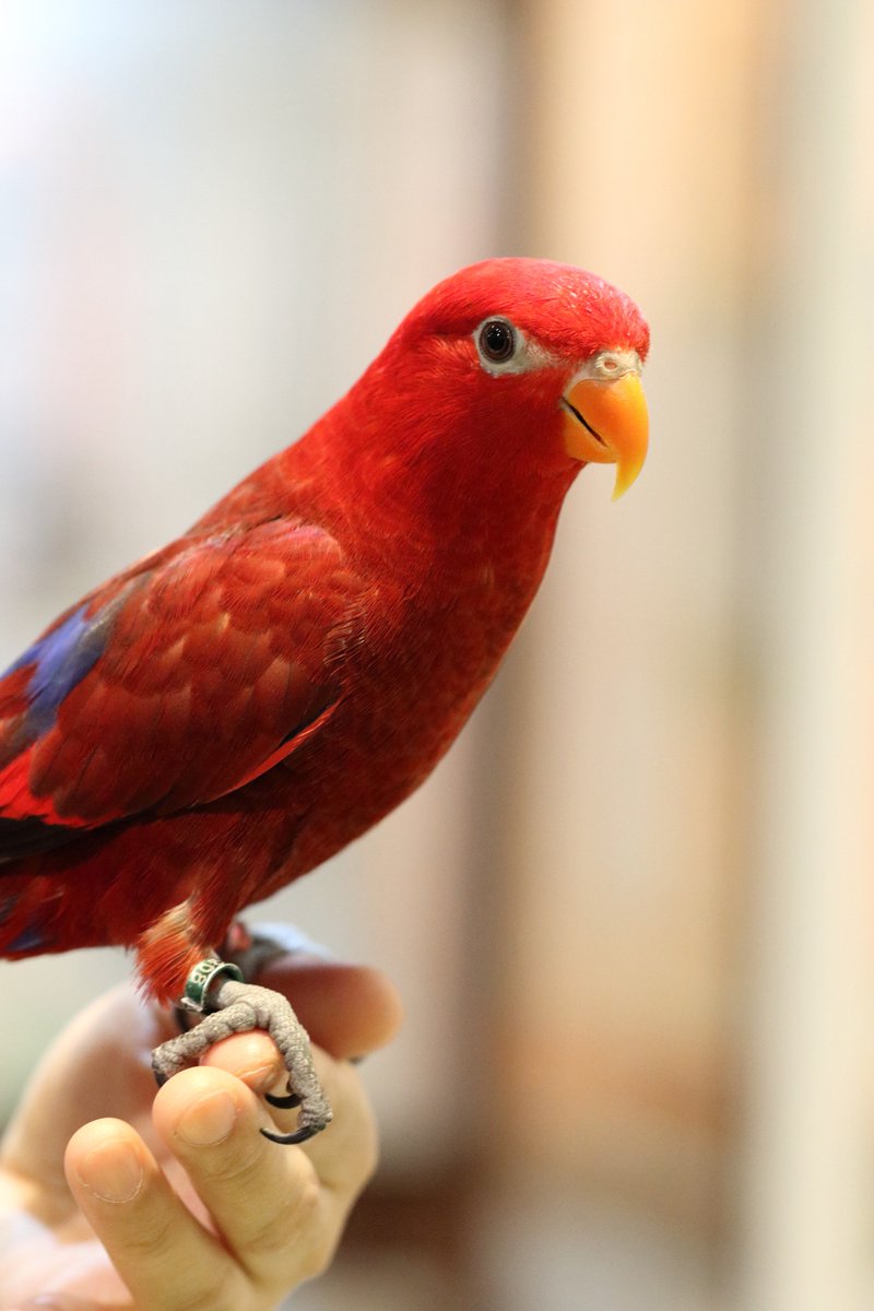 Hiou725's tweet photo. オキナインコとヒインコが一番よく動いてて撮りづらかった('ω')ノ
これにて終了(・ω・)ノ
#オキナインコ #ヒインコ #心斎橋 #SetpUp https://t.co/LJNd1rKrN0