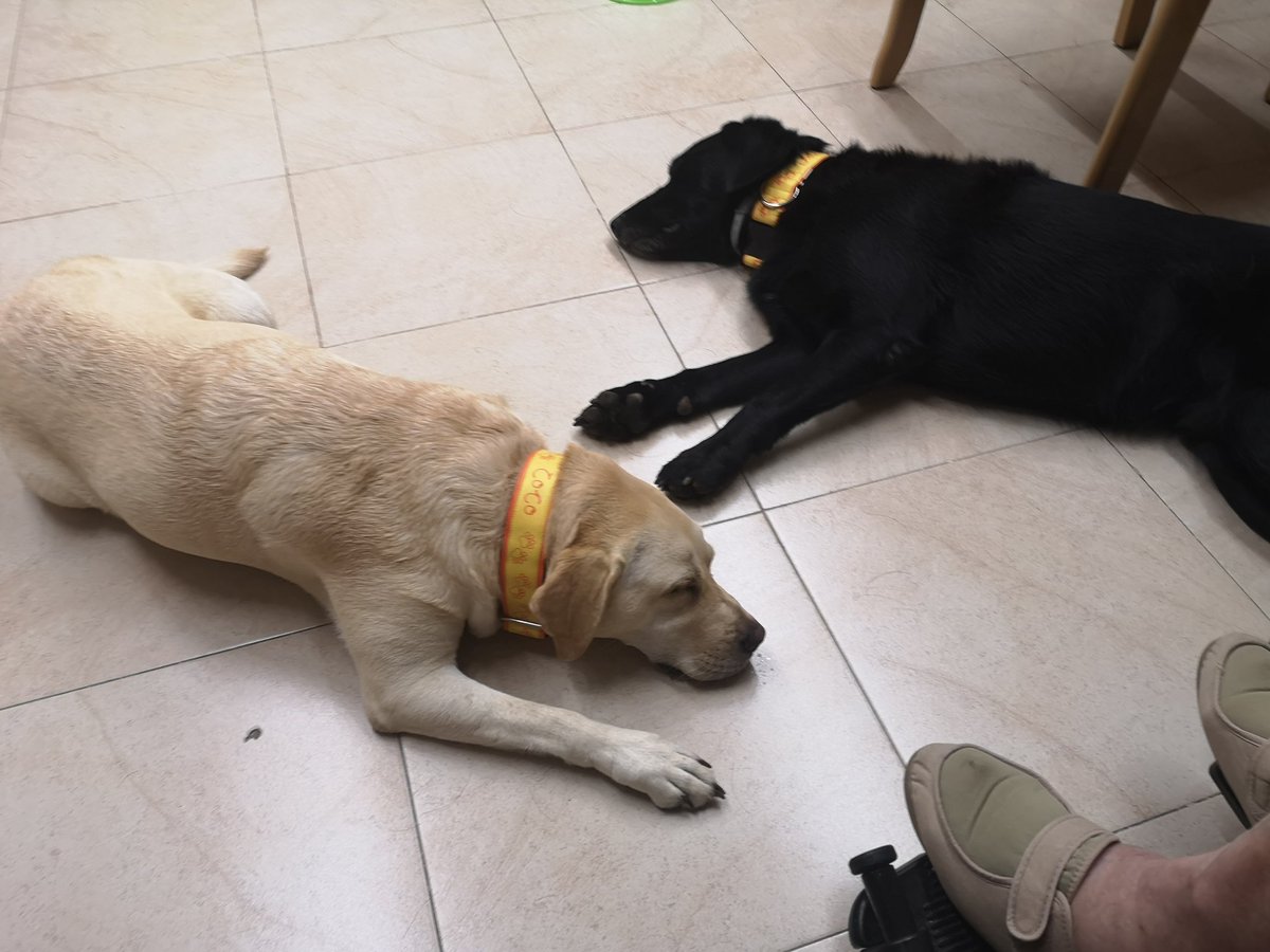 CeniacIAA's tweet photo. Sock y Coco compartiendo sesión, una de las últimas antes de vacaciones.💛🐾🧡
#intervencionasistidaconanimales #terapiaconperros #perrosdeterapia #perrosdeintervención #iaa #ceniac https://t.co/NY51e4vynP