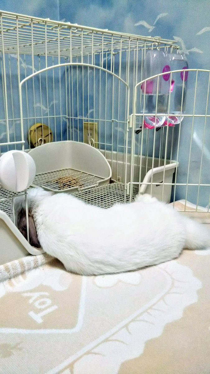 なんだその寝方。