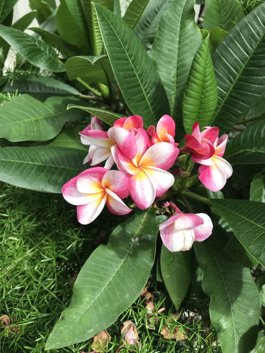 プルメリアの花 プルメリアの花