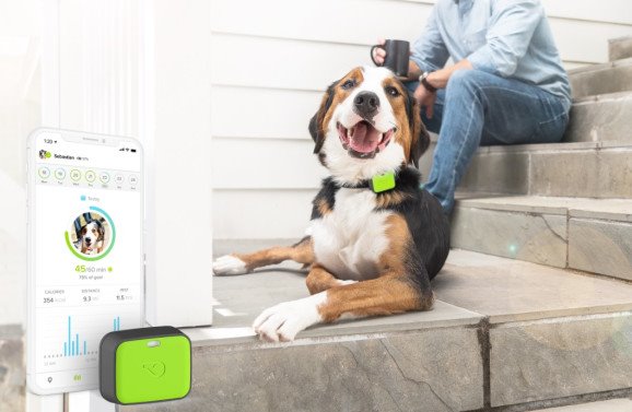 surfstudio's tweet photo. Whistle launches pet wearables for tracking location, health, and safety. #SurfStudioTechTweets #IoT #healthtech @Ka_Dw https://t.co/CVTS2vQtVK