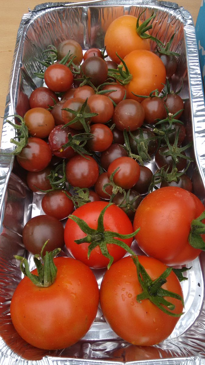 DoP_SPFT_OT's tweet photo. So proud of the therapy team and patients efforts in growing this wonderful bumper crop. And there's still more on the vine... #greenfingersforwellbeing #promotingphysicalactivity #communityallotmentlinks https://t.co/VEQY4Y8QcK