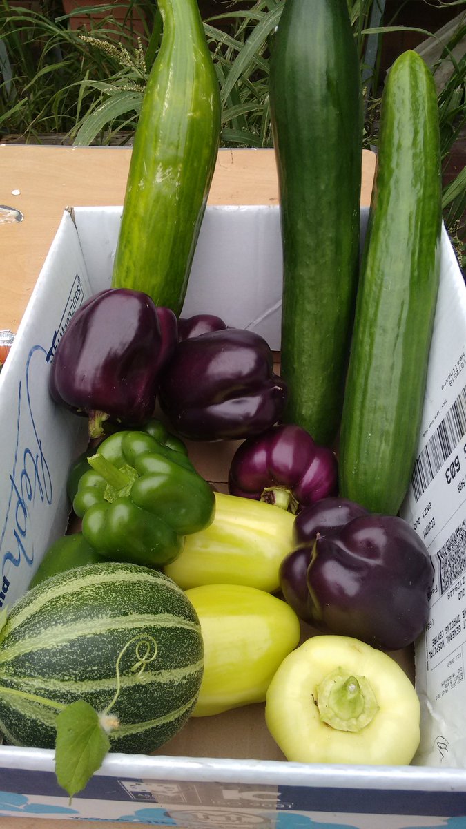 DoP_SPFT_OT's tweet photo. So proud of the therapy team and patients efforts in growing this wonderful bumper crop. And there's still more on the vine... #greenfingersforwellbeing #promotingphysicalactivity #communityallotmentlinks https://t.co/VEQY4Y8QcK