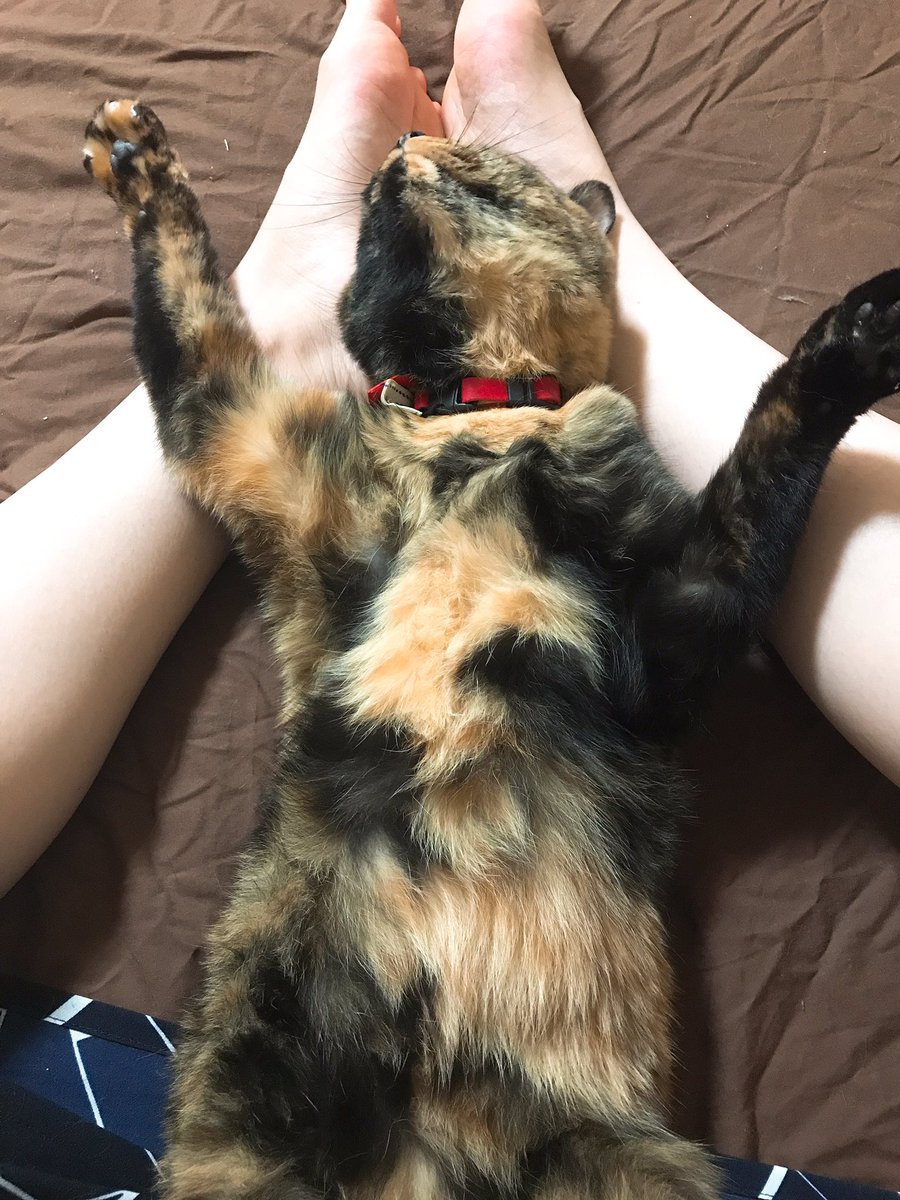 さび猫研究家 膝 猫たんとは 何年経っても懐かない 常に気を抜かず警戒モード クールな性格 触られるのが嫌い 人につかず家につく 膝には乗ってこない 三角顔の猫目 長くてシュッとした尻尾 子供の頃の勘違いをあえて言おう