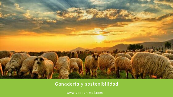 ZocoAnimal's tweet image. GANADERÍA Y SOSTENIBILIDAD
¿Puede la ganadería ser una herramienta para mejorar la sostenibilidad del sistema agroalimentario?
ow.ly/zA0w30plntL

#alimentacion #mascotas #tiendaonline #ganaderia