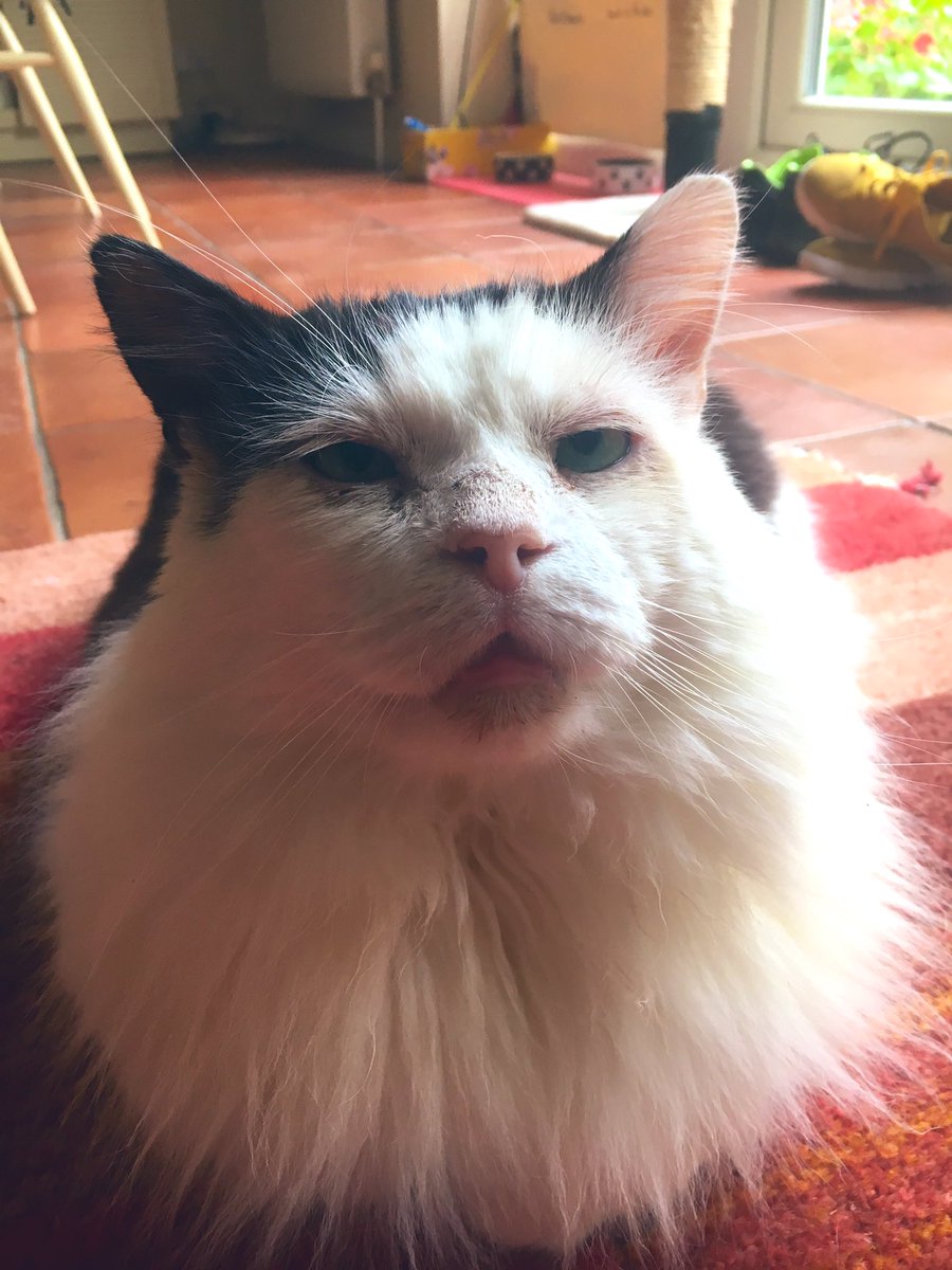 LovelyLarryCat's tweet photo. Hi all! I’ve had sore, hurty gums this week, so I’ve been a bit grumpy. The vet gave me an injection and some soothing stuff to put on my dinner and I’m feeling better already! I hope you’re all feeling well this #WhiskersWednesday #Cats #FIV #LarryFanClub #CatsOfTwitter 😸 https://t.co/3tKbh8jz4N
