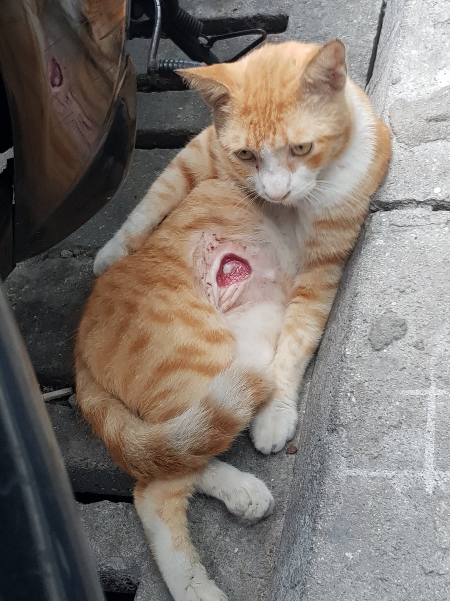 Addey_33's tweet photo. 😥😥😥😥😥😥😥😥😥😥
#cats 
@SatoMexicanox @AliZidhna @Rawhoo_ https://t.co/CPP6Fwpeoj