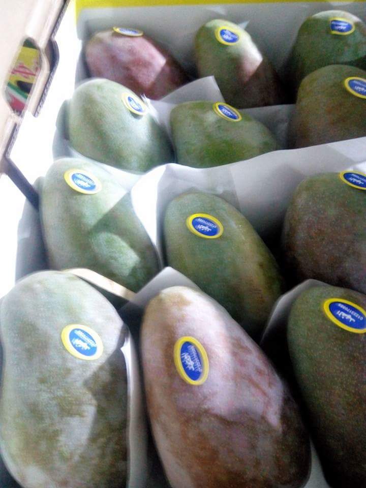 GreenNatureEg's tweet photo. fresh and healthy mango are ready to be exported to all over the world.
high quality from green nature, for order just contact us

Email : marina.sobhi@gnegypt.com 
We Chat : marina_sobhi 
Whats App : +20 1033351201 
Website : https://t.co/VC0MYVaMkJ 
#importer #exporter #fresh https://t.co/pLGBnWdqMF