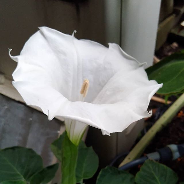 ぼろ ようやく キチガイナスビ の 花咲いた ヽ ノ チョウセンアサガオ