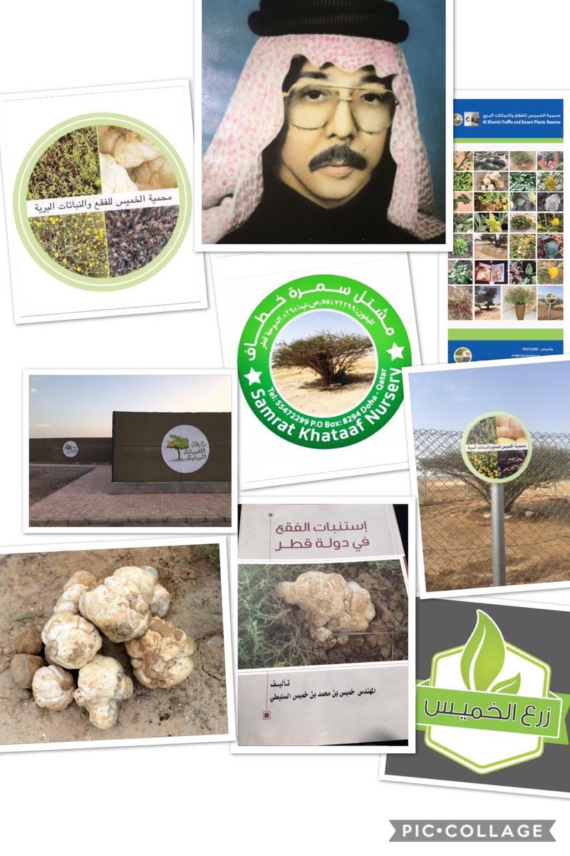 #محمية_الخميس_للفقع_والنباتات_البرية tweet media