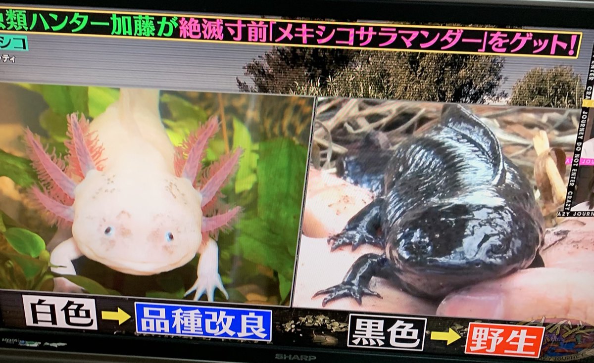 きりさめ メキシコサラマンダーって名前怖いけど野生のウーパールーパーだった だいぶ変えられちゃったのね T Co 08jfytjtsi Twitter