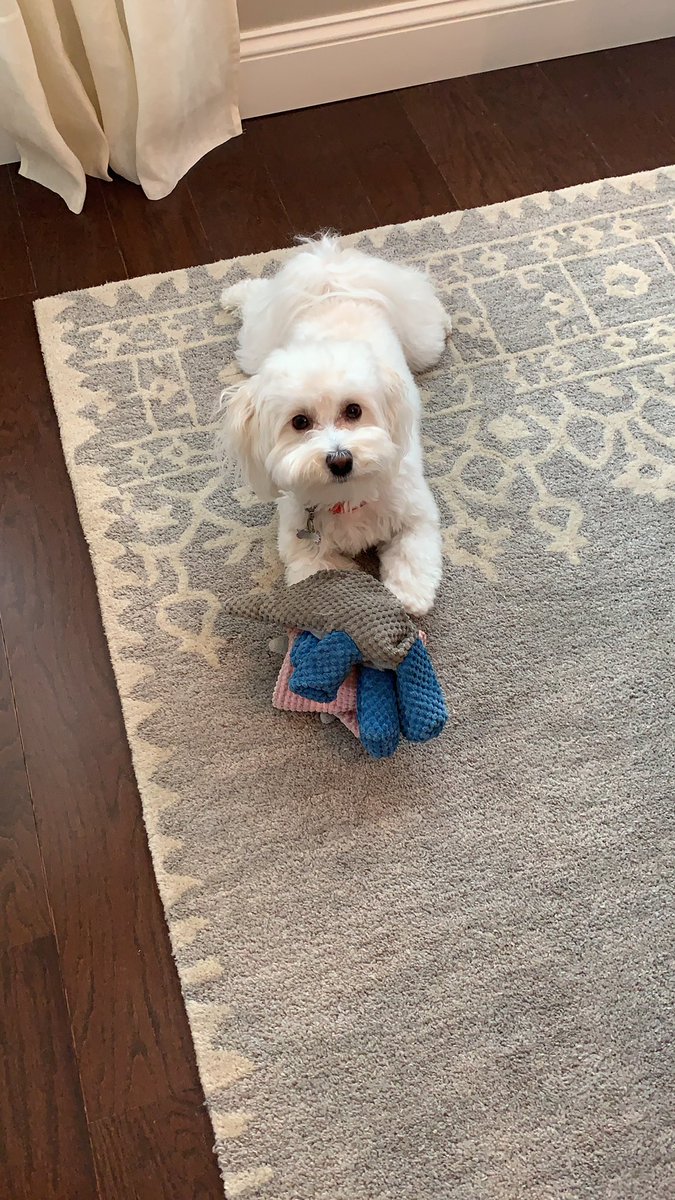 maddieg553's tweet photo. This is Chloe. Chloe likes to bark at the neighbors. Our neighbors hate Chloe. Chloe is lucky she is cute. https://t.co/lEwypo49Nw