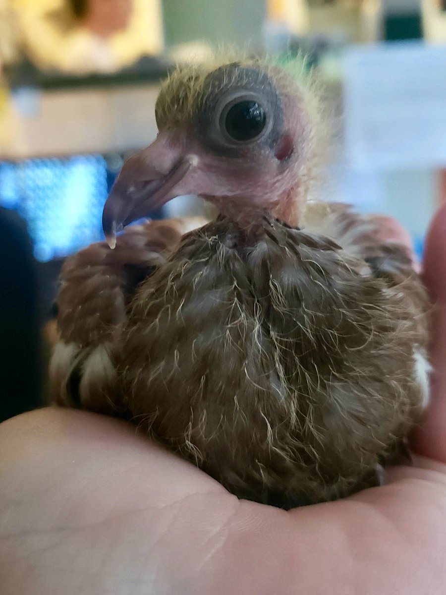 Wild Bird Fund Apologies To All Other Baby Pigeons Who Have Previously Been Told They Were The Cutest Pigeon Ever There Was A Clerical Error Sugar Is Officially The Cutest Wild Bird Fund Apologies To All Other Baby Pigeons Who Have Previously Been Told They Were The Cutest Pigeon Ever There Was A Clerical Error Sugar Is Officially The Cutest