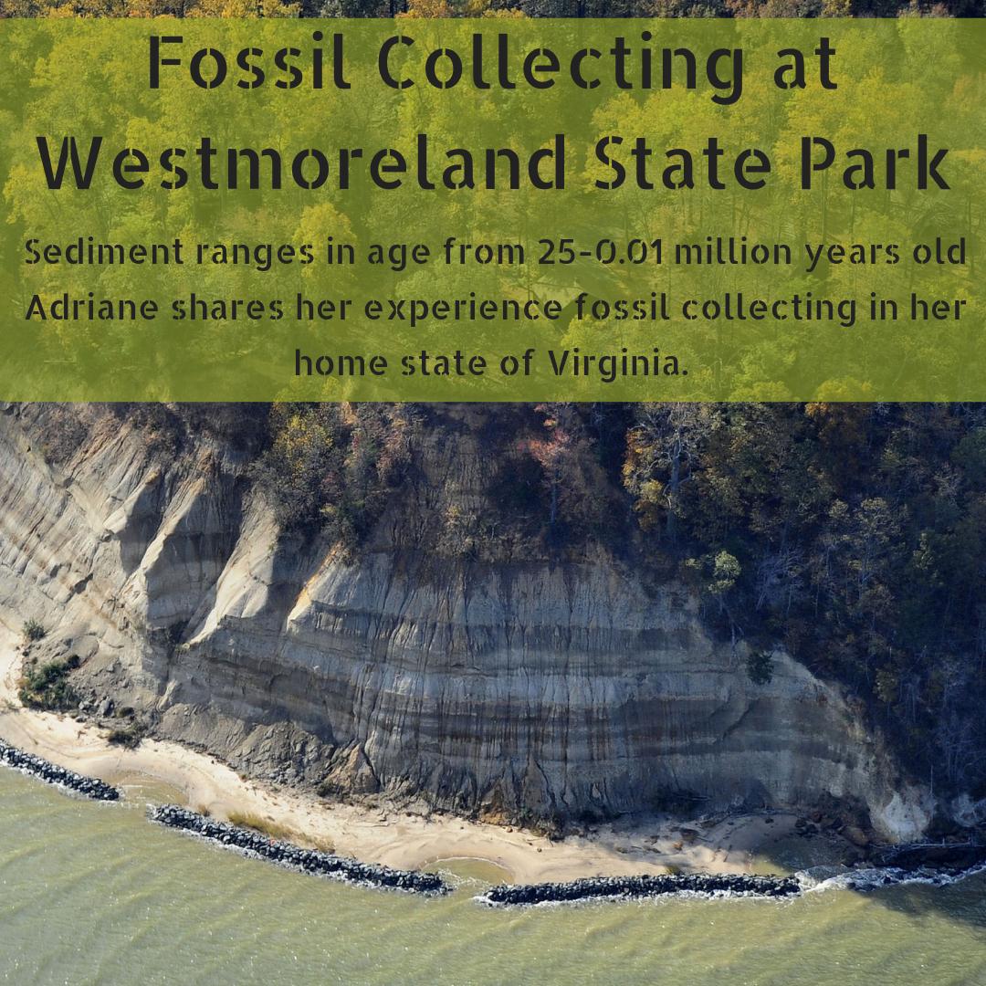 TimeScavengers's tweet image. In this #FieldExcursion, @ForamWhisperer talks about her favorite fossil collecting locality, Westmoreland State Park in #Virginia! Situated on the Potomac River, #fossils (🐋🐬🐊🦈),from the #Neogene (23-5 ma) can be found here! Read more at ow.ly/ZwVg50vkiJY