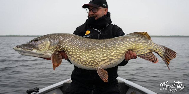 BayOutfitters's tweet photo. This 50-3/8+" tanker weighed in at over 40-3/4 lbs! Caught on Salmo Sweeper. Use code SWEEPERFLASH to save 25% - ends tonight at 11:59pm!
Grab 'em now: https://t.co/9V0FtJzQNL
#tank #mostercatch #catchandrelease #glidebait #fishingadict #gofishing #flashsale #fishinglures https://t.co/GbftCdTN1Y