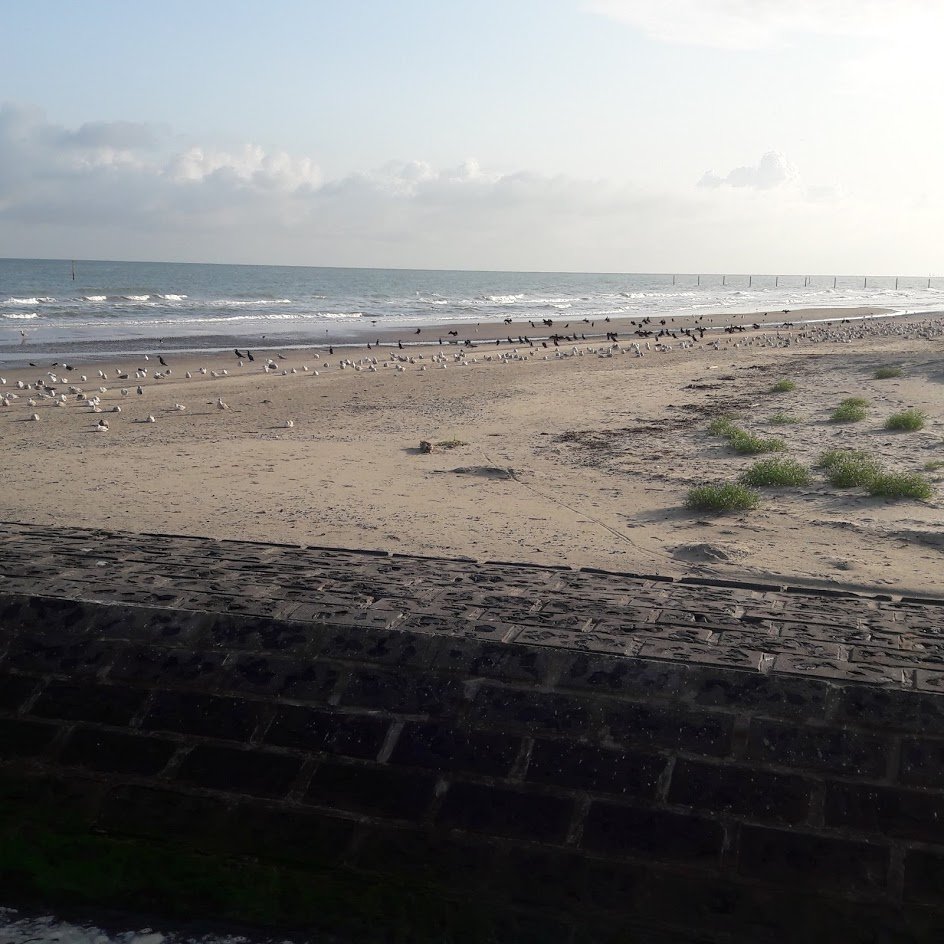 Dirk_Raes's tweet photo. strandreservaat te Nieuwpoort : zowat 98% v/d wandelaars respecteren dit. #monitoring loont : >450 aalscholvers, kleurgeringde zwartkopmeeuwen, Grote Mantelmeeuwen en Grote Sterns uit DLD, NL en N. Ook duinvorming start. Dank aan alle bezoekers. @StadNieuwpoort ; @gem_Middelkerke https://t.co/dFL9Z1EuRQ